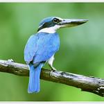 Collared Kingfisher / Todiramphus chloris