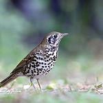 Китайский дрозд / Turdus mupinensis