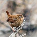 Winter Wren / Troglodytes hiemalis