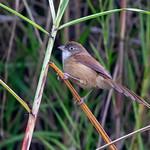 Jerdon's Babbler / Chrysomma altirostre