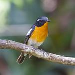 Mugimaki Flycatcher / Ficedula mugimaki