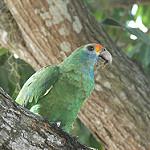 Red-browed Amazon / Amazona rhodocorytha