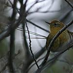 Des Murs's Wiretail / Sylviorthorhynchus desmurii
