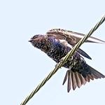 Southern Martin / Progne elegans