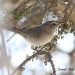 Subdesert Brush Warbler / Nesillas lantzii