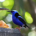Shining Honeycreeper / Cyanerpes lucidus