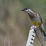 Red Wattlebird / Anthochaera carunculata