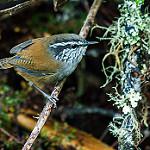 Hermit Wood Wren / Henicorhina anachoreta