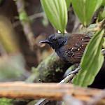 Northern Chestnut-tailed Antbird / Sciaphylax castanea