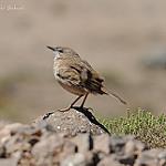 Каменный конёк / Anthus crenatus