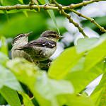 Double-banded Greytail / Xenerpestes minlosi