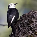 White-headed Woodpecker / Leuconotopicus albolarvatus