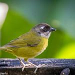 Очковый дромник / Chlorospingus flavopectus
