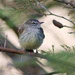 Светлогузый москитеро / Tyranniscus uropygialis