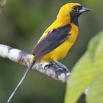 Желтоспинный трупиал / Icterus chrysater