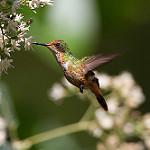 Короткохохлая кокетка / Lophornis brachylophus