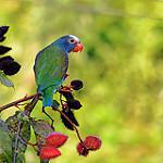 Белоголовый амазонет / Pionus senilis