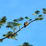 Streptopelia dusumieri