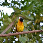 Суданский ткач / Ploceus badius