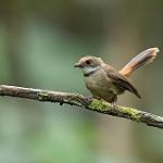 Tawny-backed Fantail / Rhipidura superflua