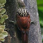 Black-striped Woodcreeper / Xiphorhynchus lachrymosus