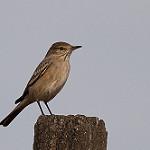 Lesser Shrike-Tyrant / Agriornis murinus