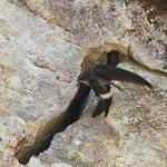 Blyth's Swift / Apus leuconyx