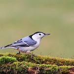 Каролинский поползень / Sitta carolinensis