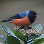 Синеспинный конусоклюв / Conirostrum sitticolor