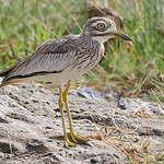 Сенегальская авдотка / Burhinus senegalensis