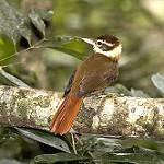White-collared Foliage-gleaner / Anabazenops fuscus