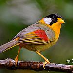 Silver-eared Mesia / Leiothrix argentauris