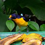 Тринидадская эуфония / Euphonia trinitatis