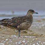 Chilean Skua / Stercorarius chilensis