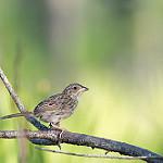 Сосновая овсянка / Peucaea aestivalis