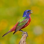Painted Bunting / Passerina ciris