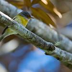 Желтоглазый виреон / Vireo sclateri