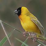 Черноголовый ткач / Ploceus melanocephalus