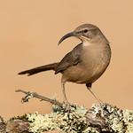 Калифорнийский пересмешник / Toxostoma redivivum