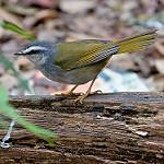 White-striped Warbler / Myiothlypis leucophrys