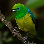Синеспинный органист / Chlorophonia cyanea