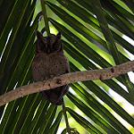Мантананийская совка / Otus mantananensis