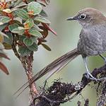 Mouse-colored Thistletail / Asthenes griseomurina