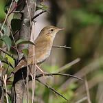 Brown Bush Warbler / Locustella luteoventris