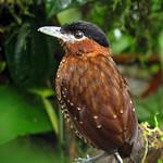 Elusive Antpitta / Grallaria eludens