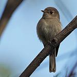 Rose Robin / Petroica rosea