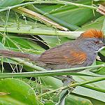 Dark-breasted Spinetail / Synallaxis albigularis