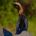 Африканская змеешейка / Anhinga rufa