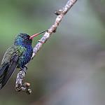 Turquoise-crowned Hummingbird / Cynanthus doubledayi