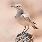Gray's Lark / Ammomanopsis grayi